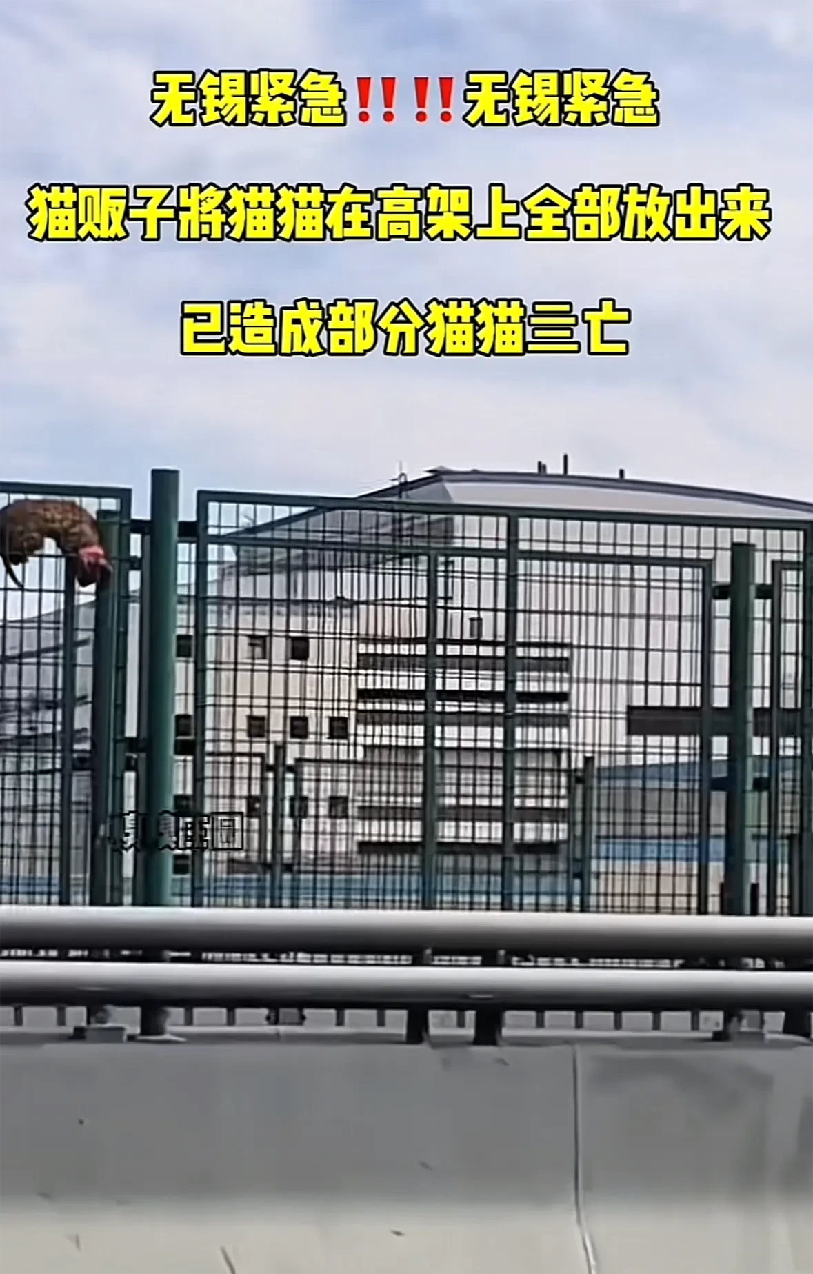 无锡高架上猫贩子将猫猫从笼子里全部放出来，已造成部分猫猫死亡。
无锡惠山区杨家圩