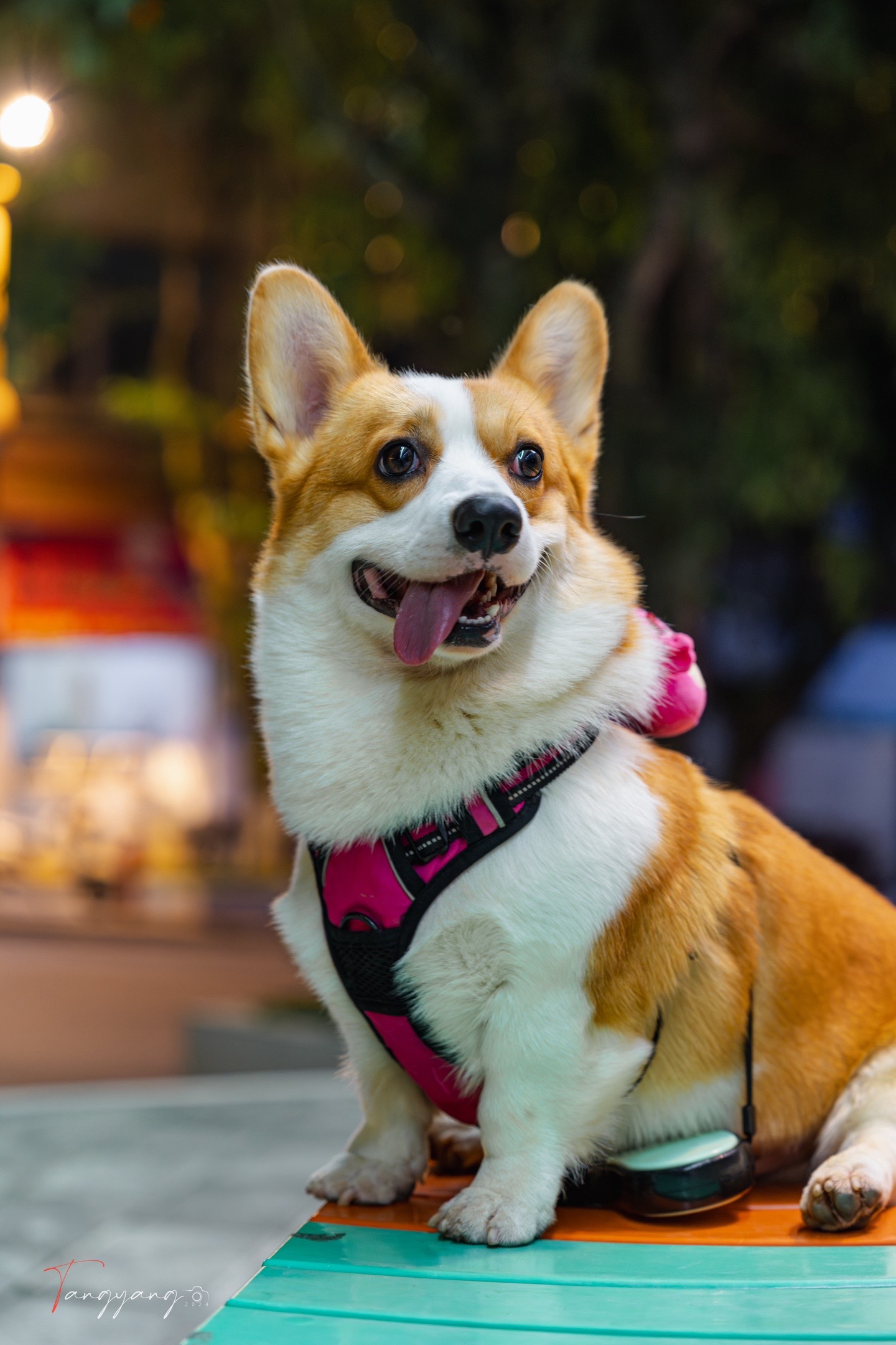 偶遇可爱的柯基跟社恐的柴犬