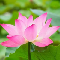 道炁玄清