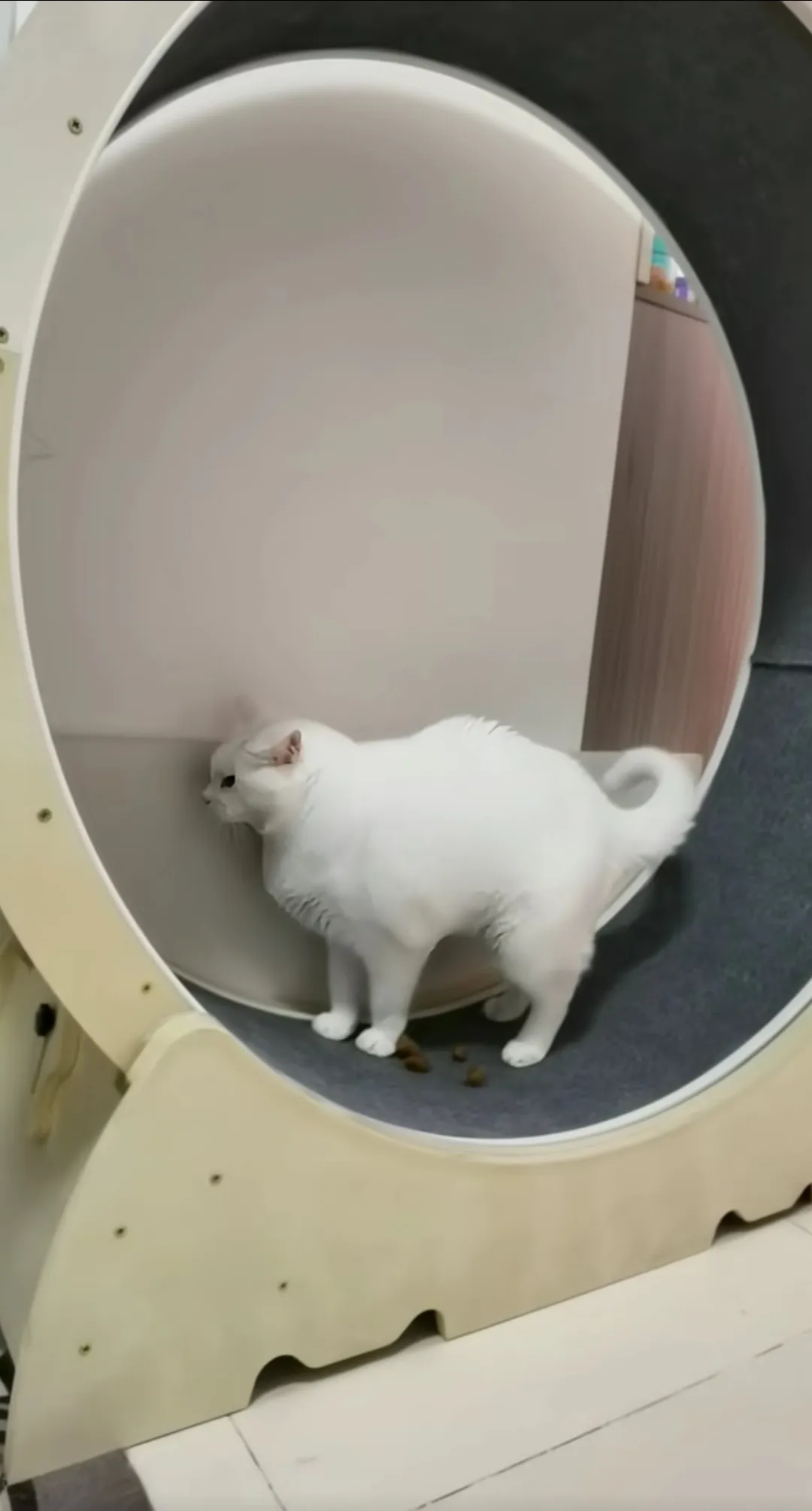 全网最能搞笑的猫咪