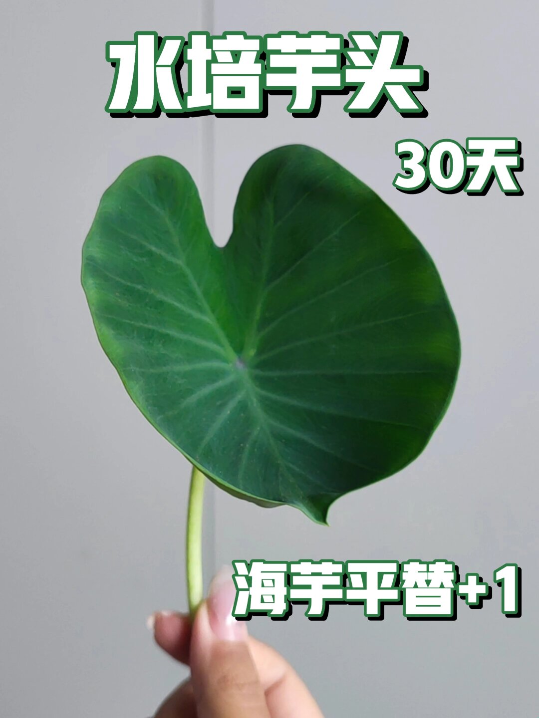 水培芋头1个月成长记录 🌱

📸 右滑解锁成长瞬间

从一个小小的芋头，到现