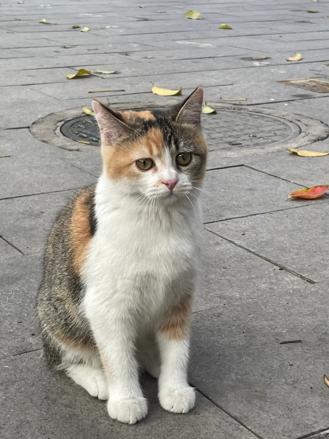 路边遇到的大美女
呜呜呜太乖了太乖了