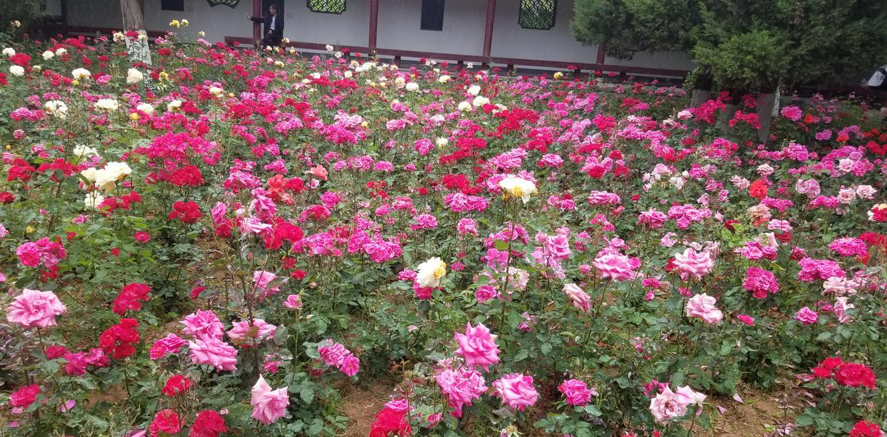 

色彩丰富的月季花
月季花又叫“月月红”，被誉为花中皇后。它以品种多、花朵大、
