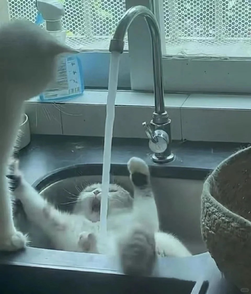 ‼️难怪都养两只猫咪
忘记哪里看到的图片，我好爱啊！！！
有没有其他两猫家庭的照