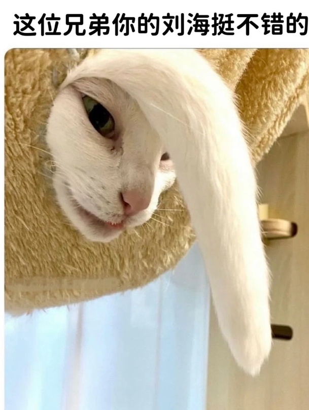 猫咪能有多搞笑，这位兄弟你的刘海挺不错的！