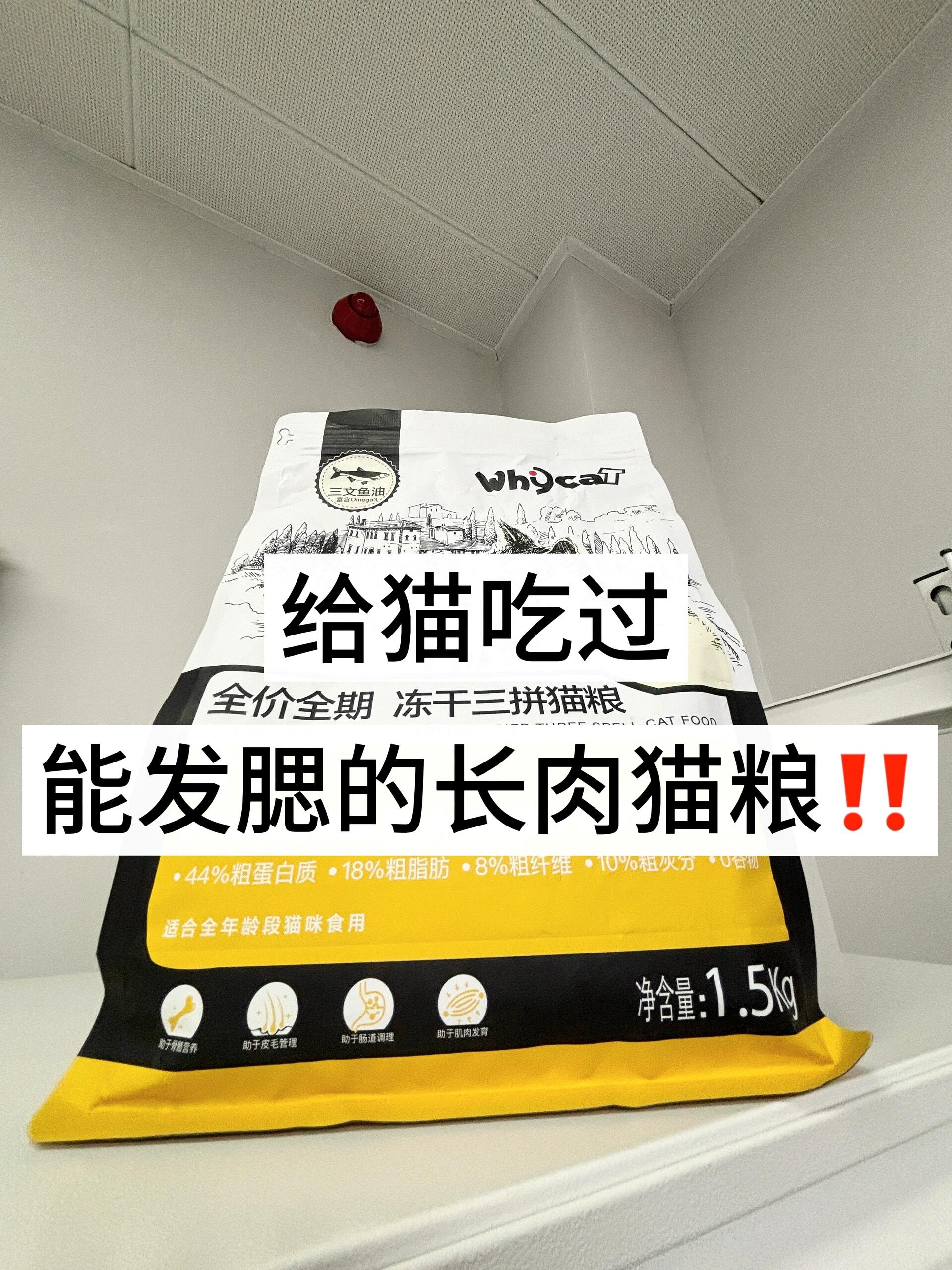 一个月不过百！猫咪也吃的肥头大耳？！