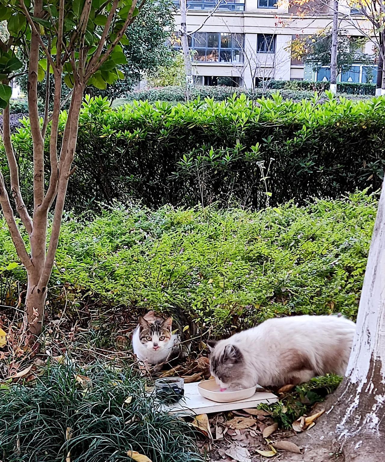 布偶猫和三花猫杂交后，如果怀孕，有可能会难产，这是真的吗？真让人操心呀！
今天下
