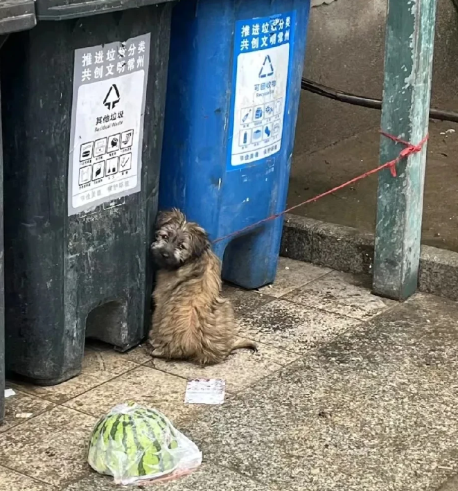 昨晚去倒垃圾的时候，在垃圾桶旁发现了一只小狗，被一根绳子拴在那里。它看起来还算精