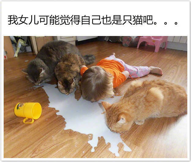 宠物们也太可怜了