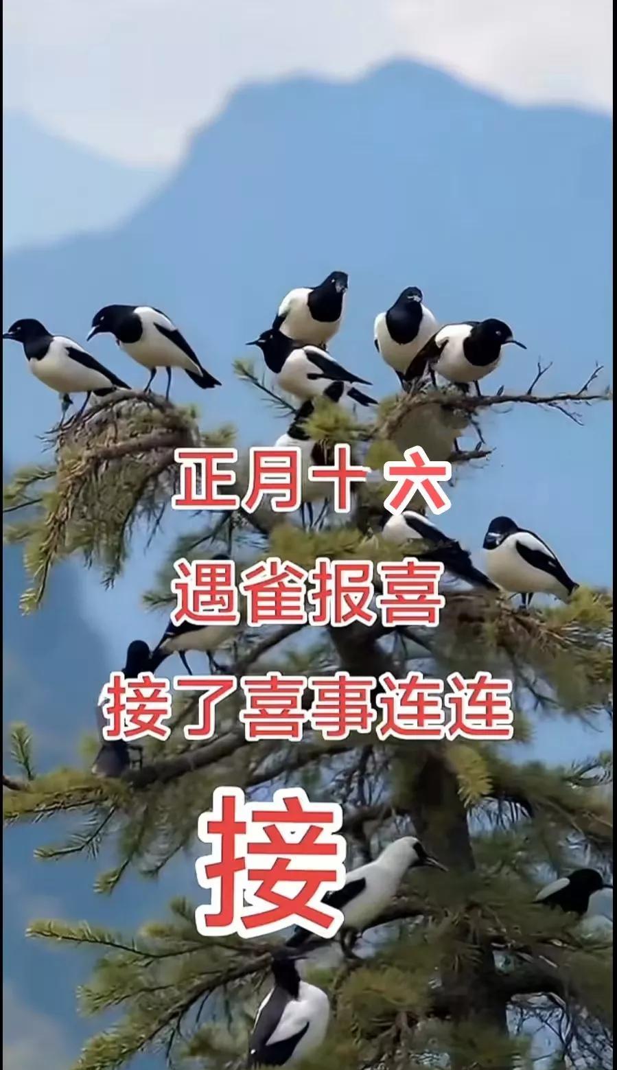 接了喜事连连，好运全开，
正月十六遇鹊报喜，喜事连连，福到财到，运气到，福旺财旺