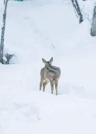 那年我大爷进山里打猎，大雪下了三四天，我大爷就被大雪堵在了山里，面饼子也吃完了，
