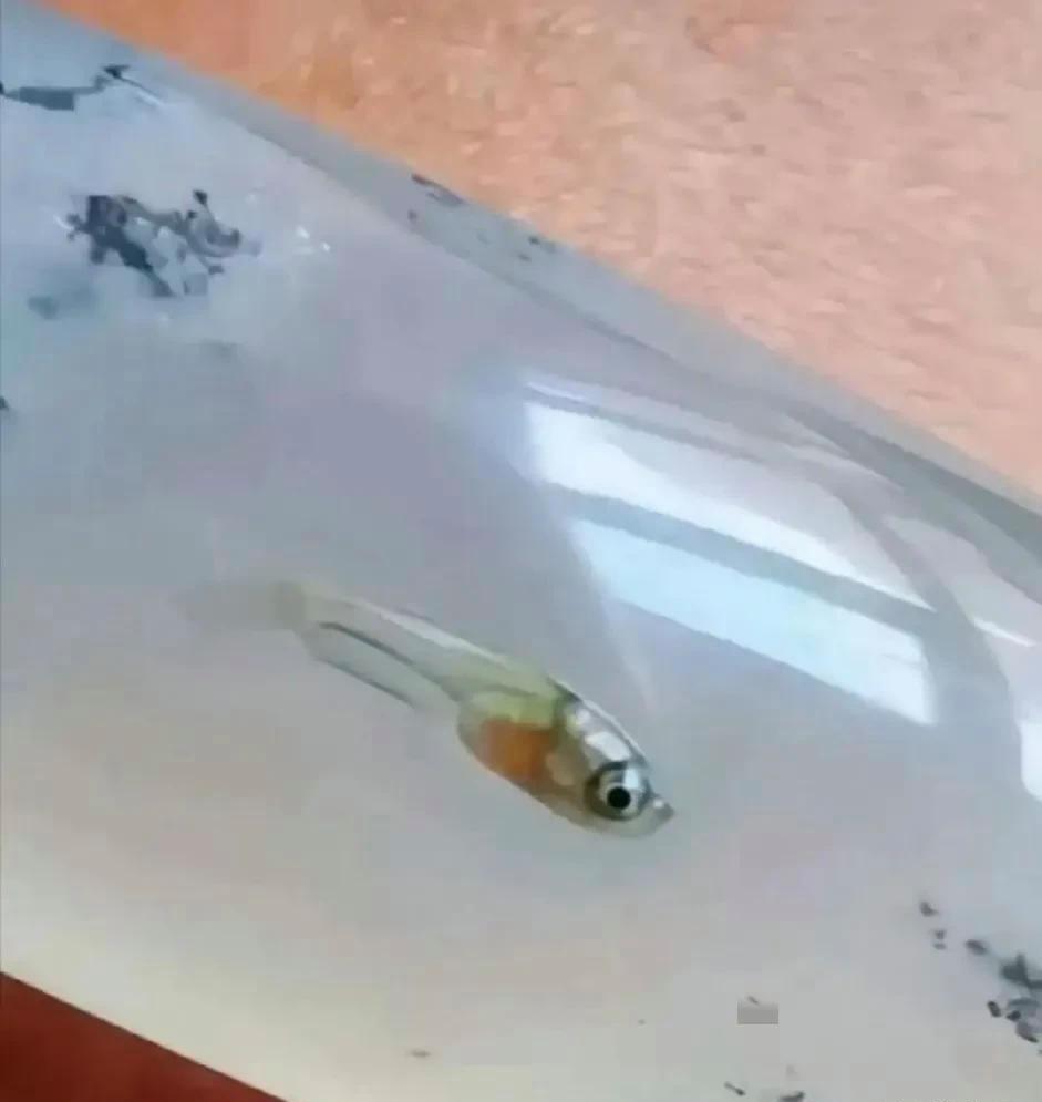 我们女领导入手了一个新镯子。



中午大家在食堂吃饭的时候，有人发现领导手