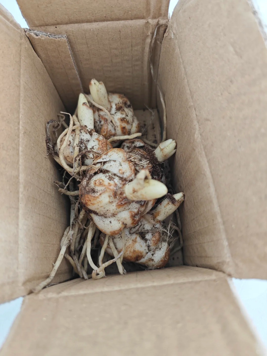 商家你的良心不会痛吗？
历时两个月的百合花种植全过程，本来我买的是混合3种，重瓣