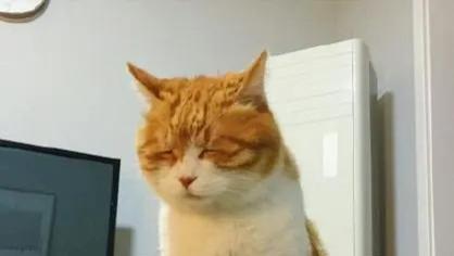 居然在一只小猫的脸上看到了班味，哈哈哈小猫凭实力演我！