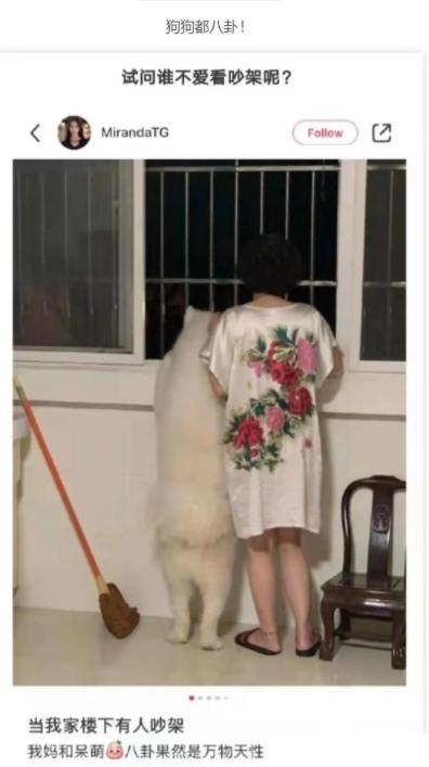 狗狗都八卦