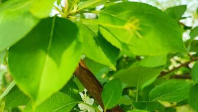 犯罪的预备、未遂和中止