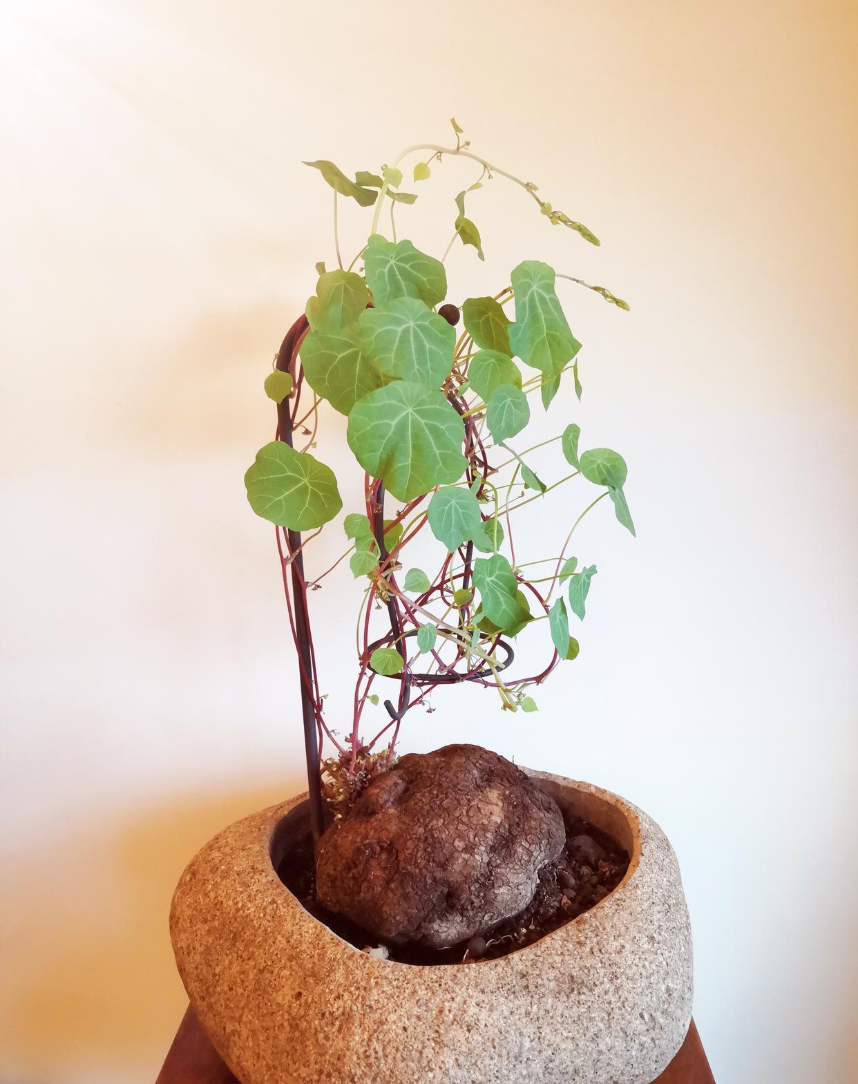 今天给大家介绍一种能够爬墙的绿植,家里有电视墙或者是空墙面不知道养什么植物的话,