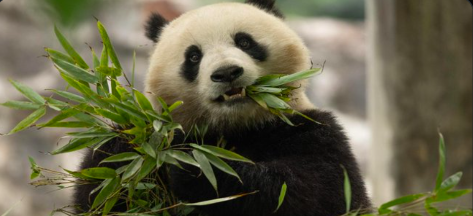 今日！美国人在华盛顿特区免费看中国大熊猫！