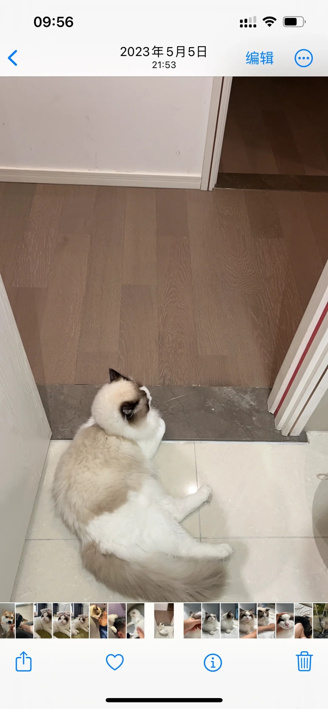 我的猫黑了
刚随手拍了一张，发现孩子啥时候这么黑了，图2是翻到的一年前，我确定我