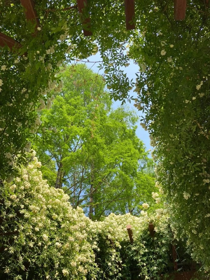 树是另一种意义上的海。