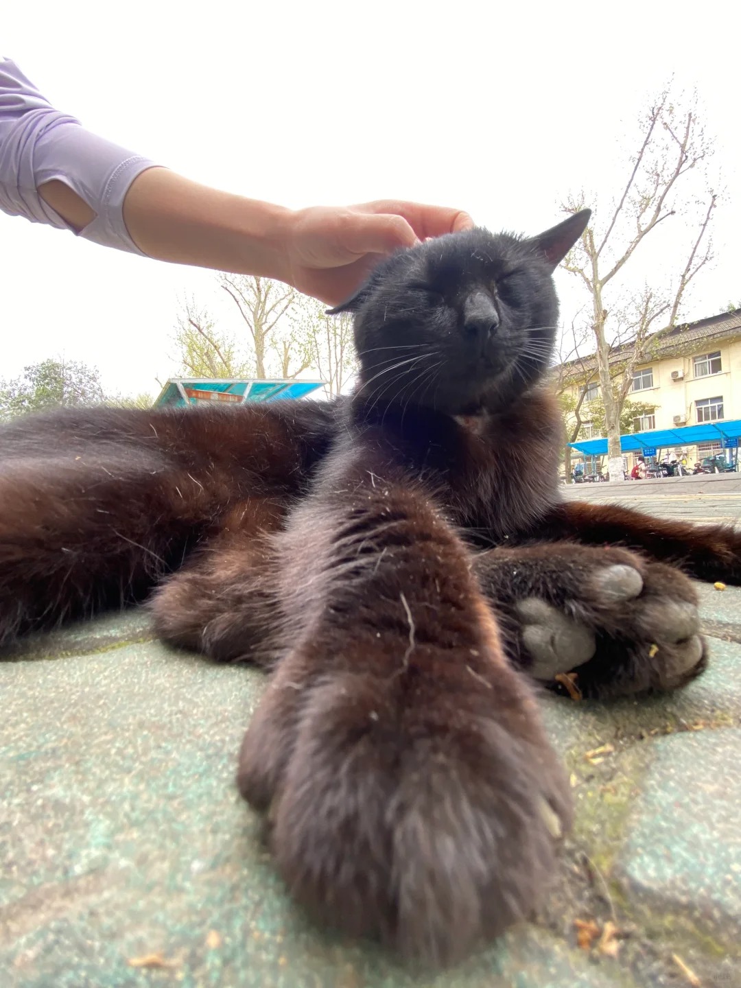 崩溃了 学校里全是丑猫。