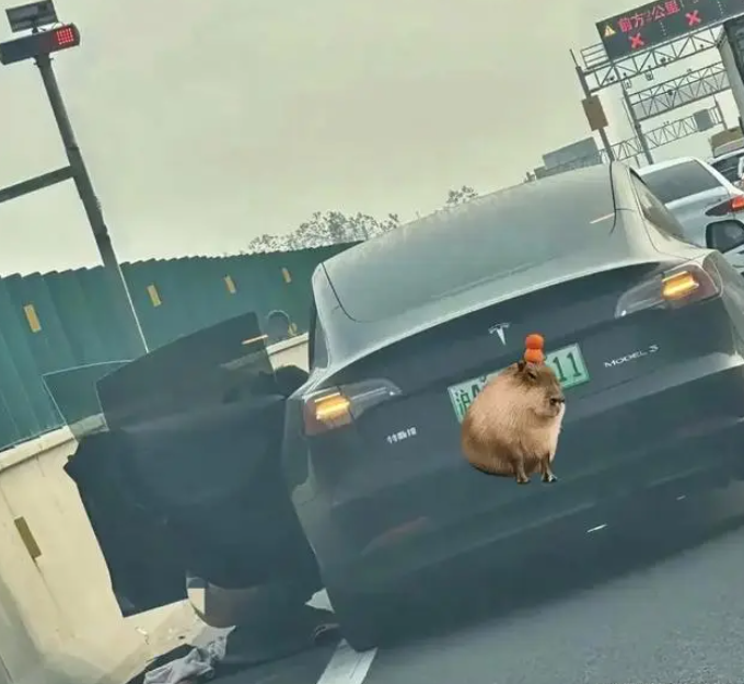 上海一特斯拉车主在高架桥停车大便，网友：大哥是个讲究人！