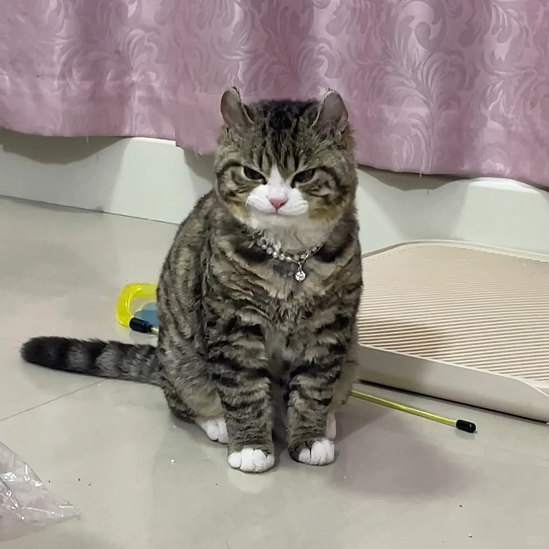 谁又惹她了啊😱
表情坏坏的！
猫：等我半夜来你床上蹦迪