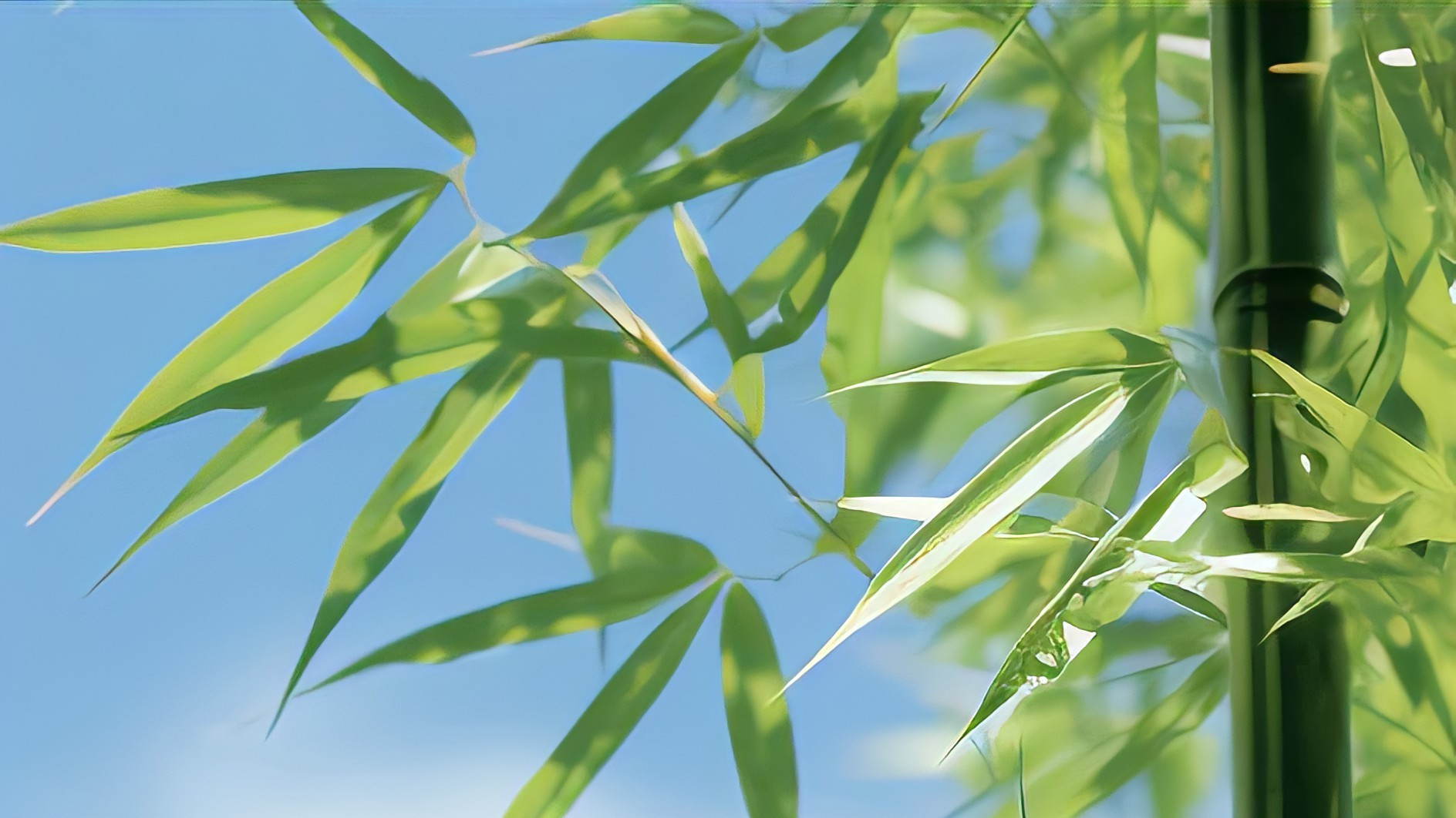 墨菲定律以及在现实生活中的应用