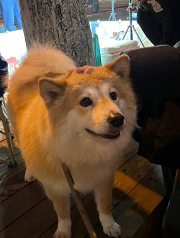 柴犬和萨摩耶的串串~