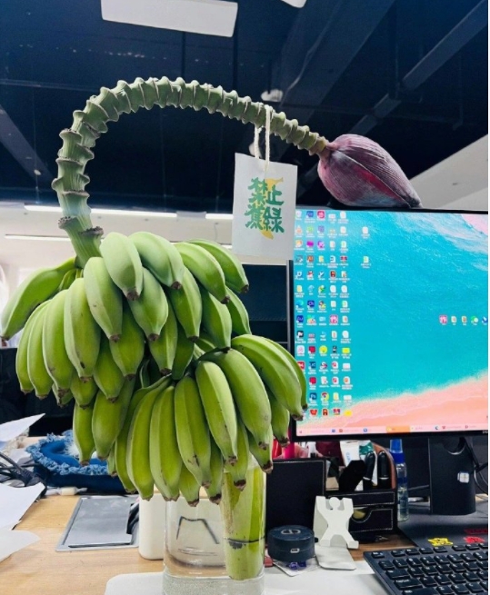 办公室里的硬核绿植
