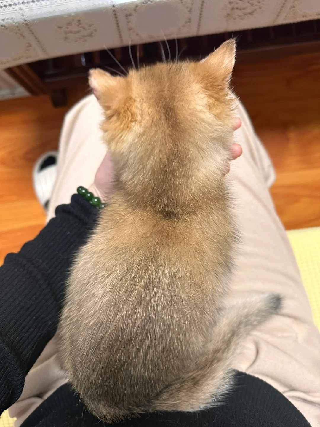 猫骗子告诉我买的金渐层是12到11之间
我是不是被骗了，她怎么一半一半的，后半段