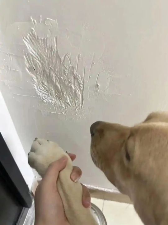 永远不要小瞧狗子的威力！
