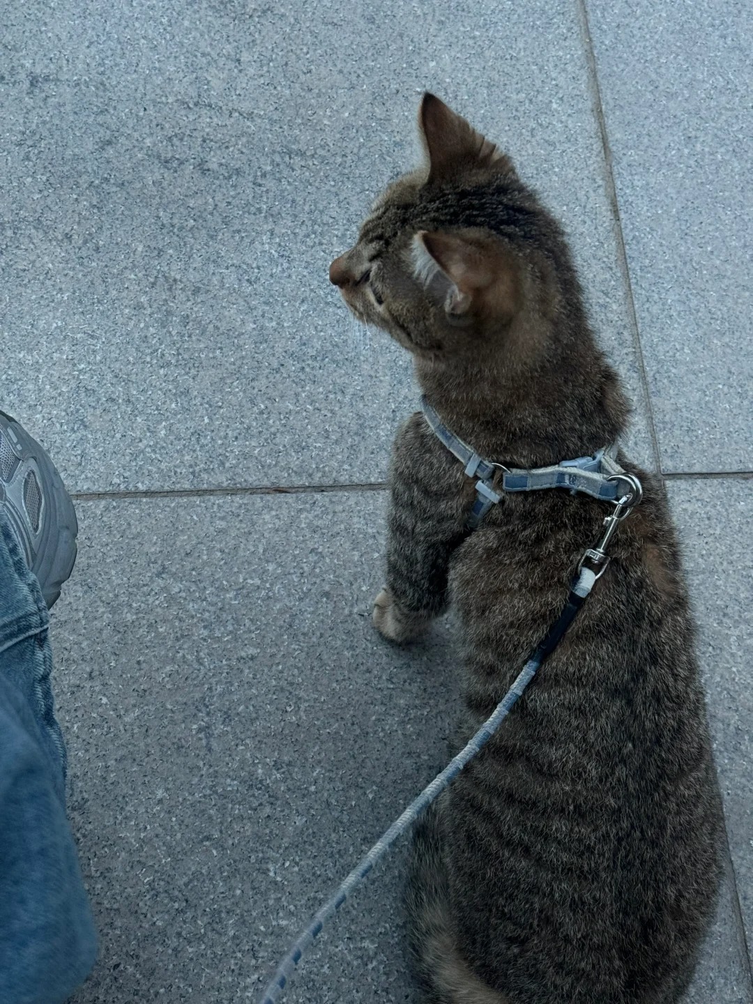 狸花猫猫毛没有光泽
我自己养的狸花猫，平时喂猫粮，也有猫猫零食，也有喂鱼油，为什