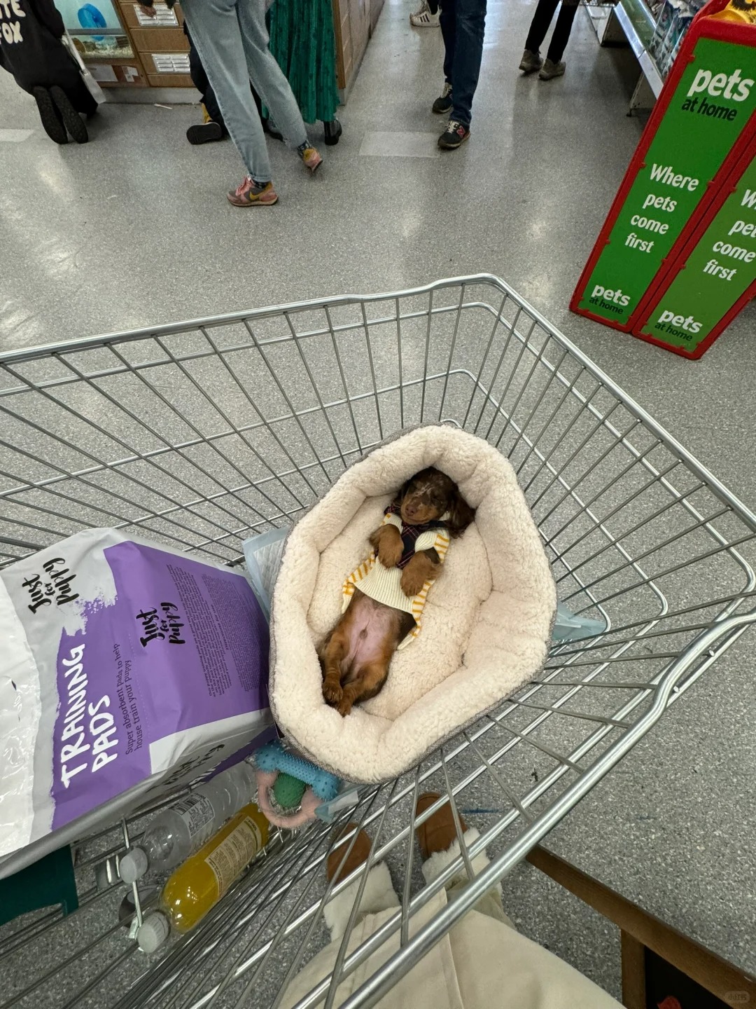 在一声声so cute中迷失自我