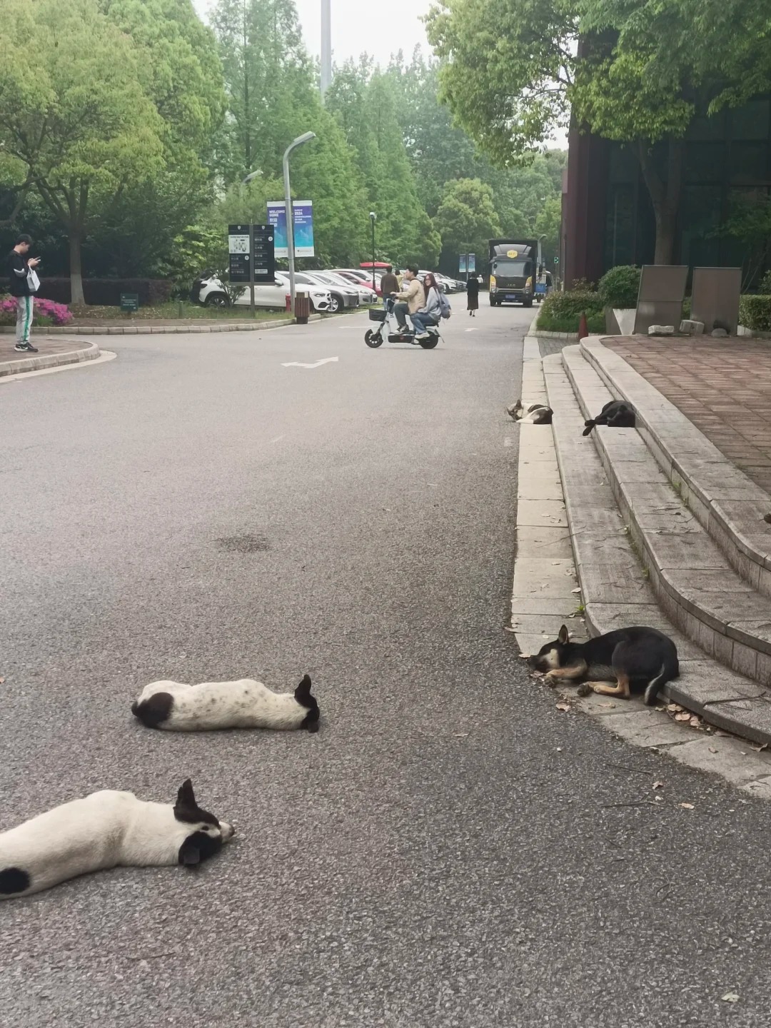 狗哥对西浦学生的信任
这么多只就这么躺在大马路上睡觉
一动不动的我还以为怎么了
