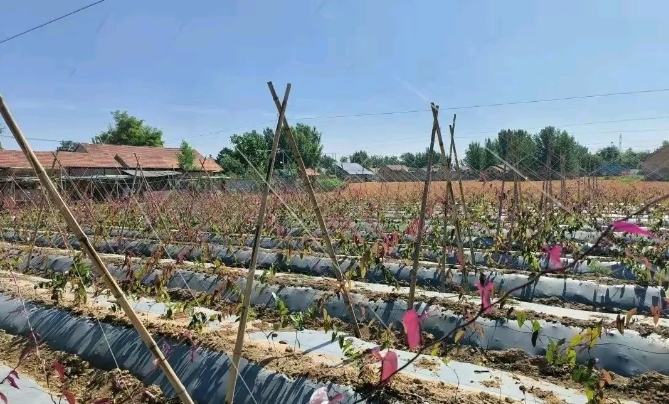 家里二亩地给老公他叔种了，每年给1000元，前两天听说有个外地人来村里包地种山药