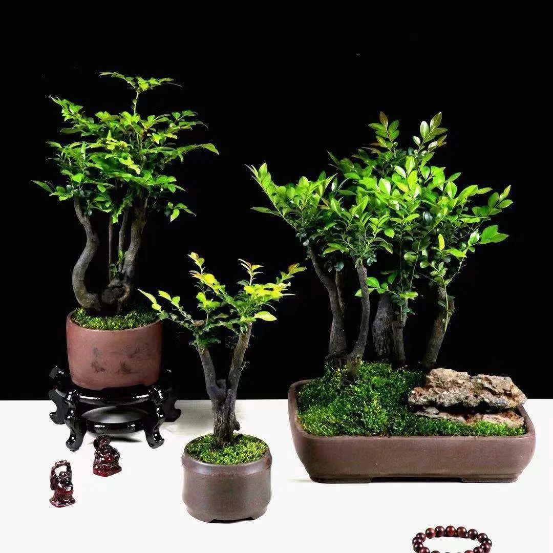 小叶紫檀，客厅或阳台摆上2盆，高贵典雅