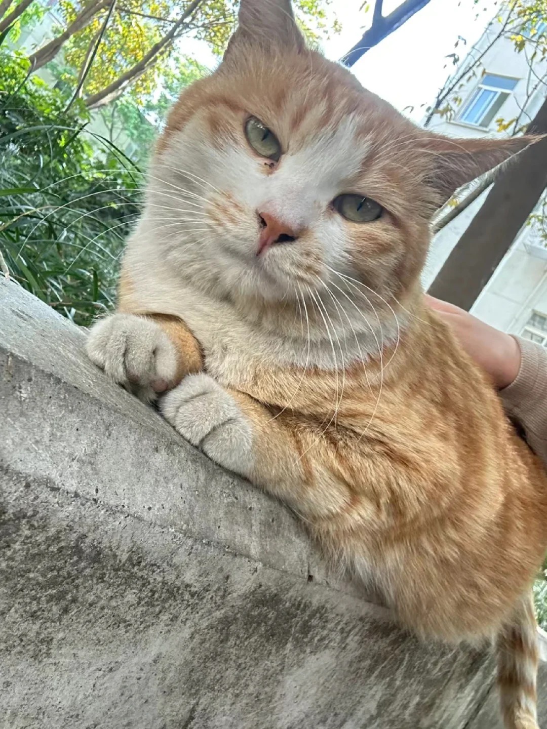 它好像也有心事
要是能做小猫就好了
开心就找个地方睡大觉
不开心就给笨蛋人类来一