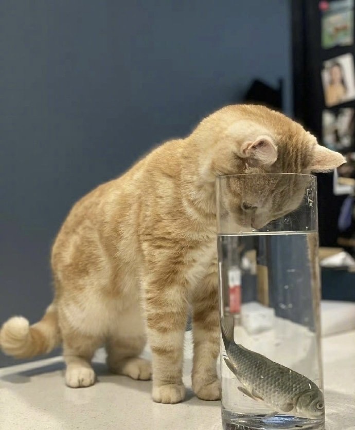 猫：你这样显得我很呆耶