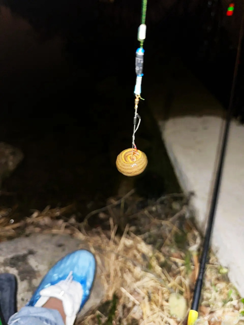 一钓友夜钓钓上来一个这玩意，有人说是水蛭，我看不像，有认识的吗？