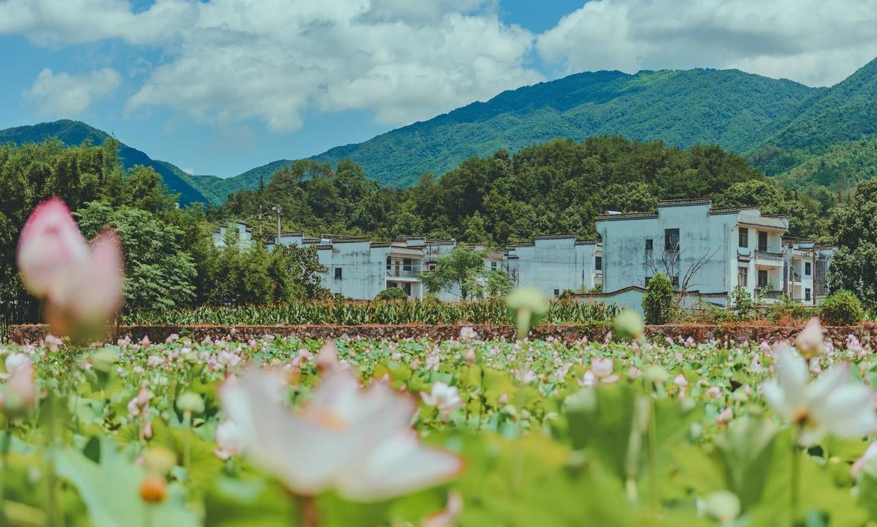 婺源的风景，几乎处处都可入画。其实不一定要去收费的景区。松风翠就是这样一个景美人