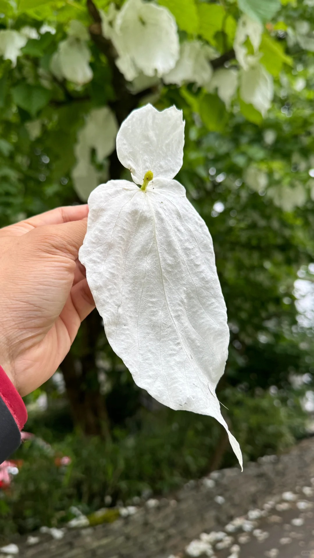 在异国他乡看到珙桐的一刹那，我石化了……
在湖区Windermere小镇转悠。远