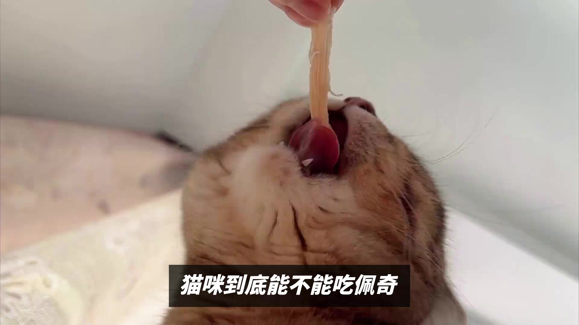 猫能不能食用猪肉呢？