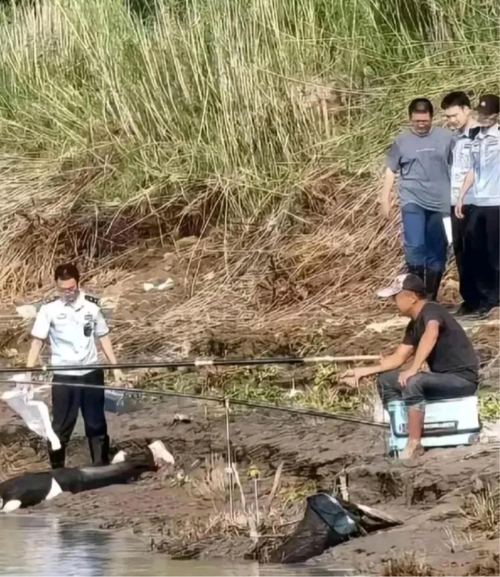 真佩服他还能淡定的钓鱼！哈哈哈哈！[开怀大笑][开怀大笑][开怀大笑][开怀大笑