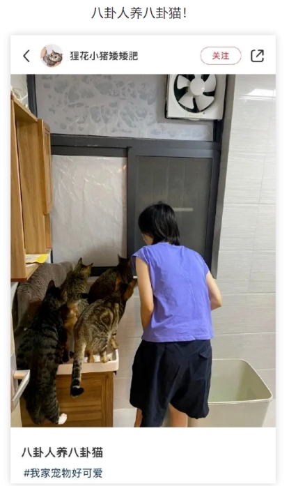八卦人养八卦猫