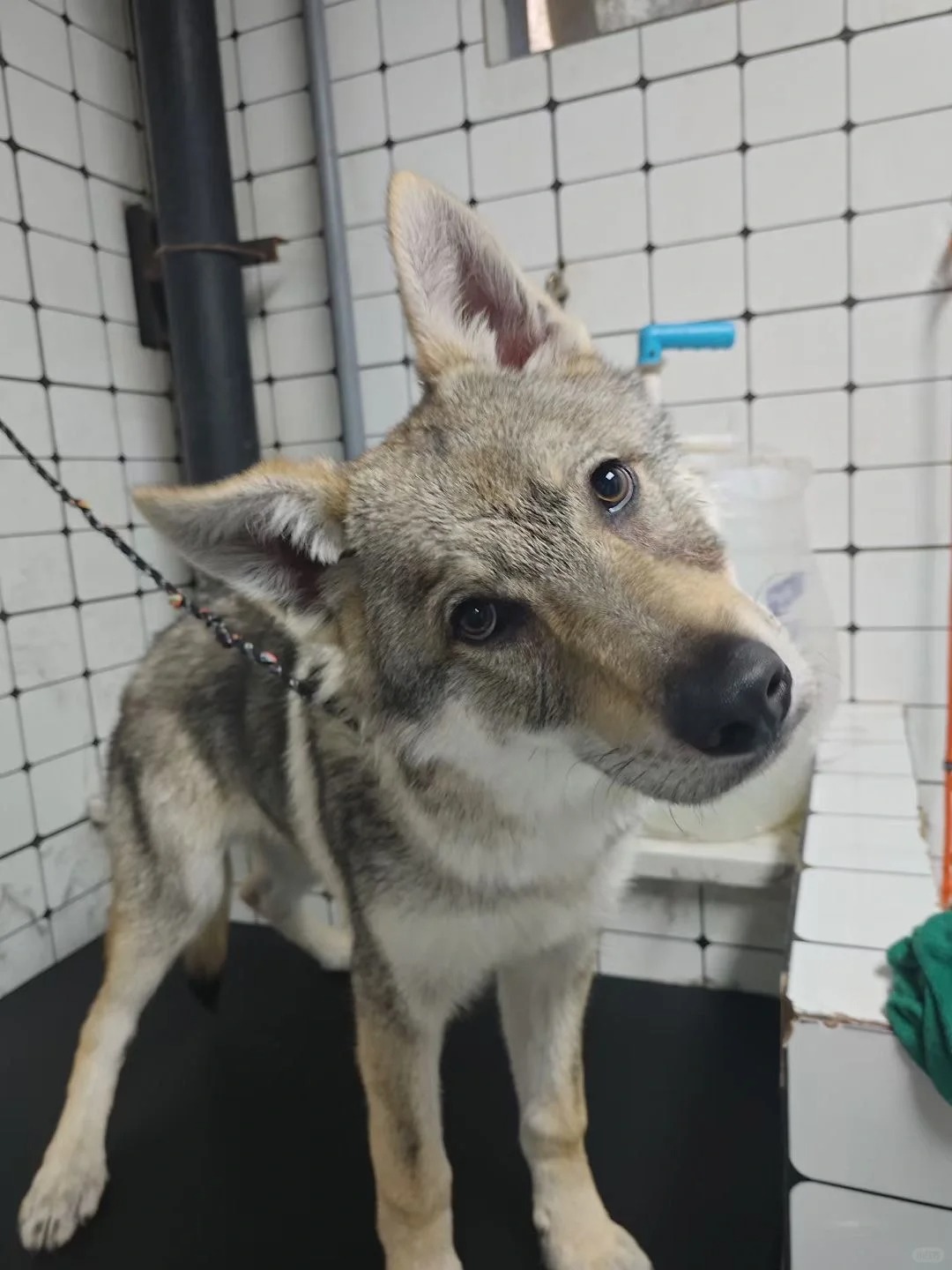 被小区的人举报到社区说我养狼
我真的谢谢了#捷克狼犬