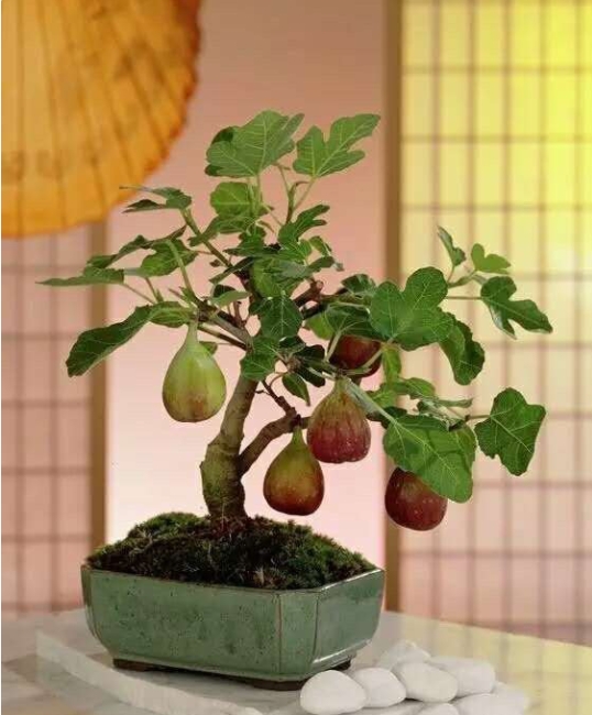 每天上班无聊的很啊。

肯定要找点乐子出来，告诉你哦办公室不只是养绿植，我们的水