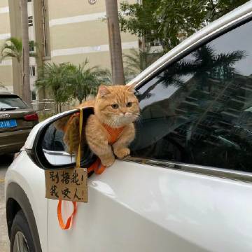 小猫日常·我超凶的 ​