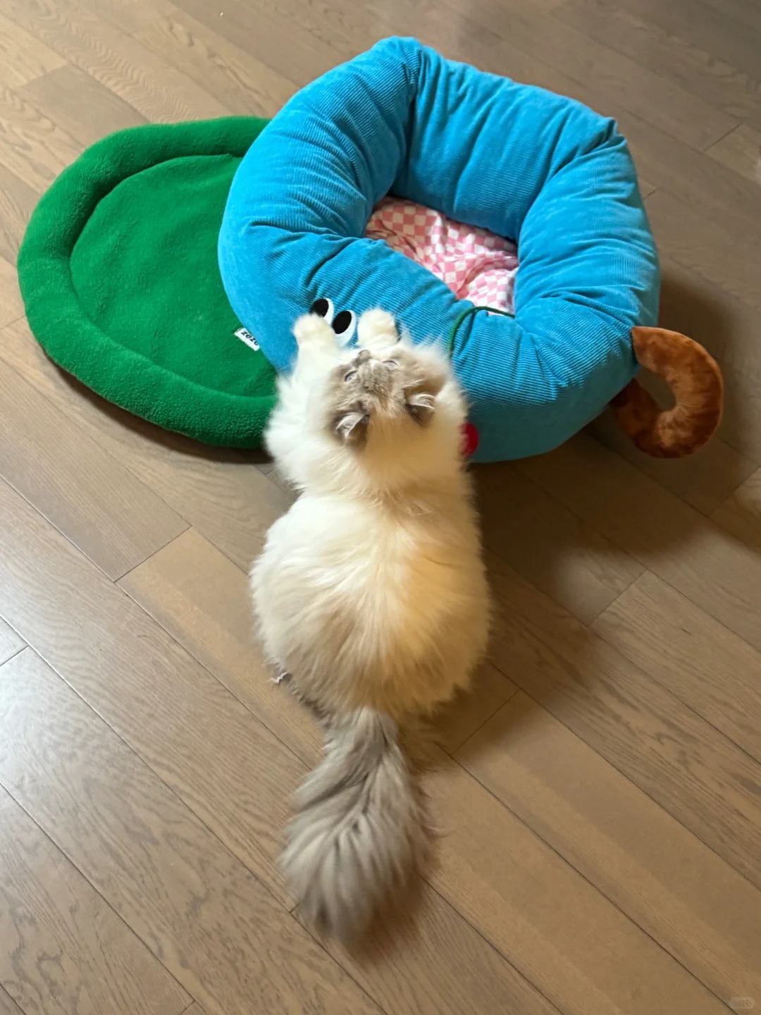 谁家的方形煎饼猫子🥪
方方的煎饼果子小猫