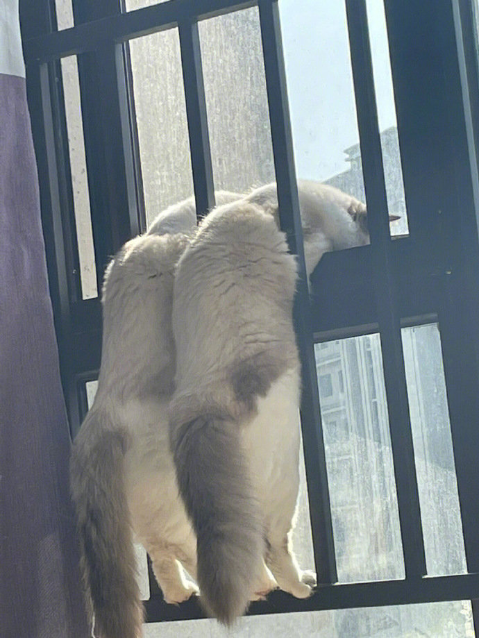 谁说猫猫不爱凑热闹的